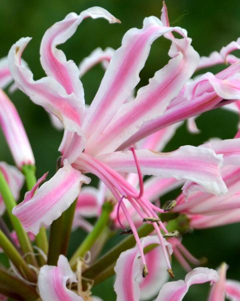 Nerine Bulbs — Buy Nerines online at Farmer Gracy UK