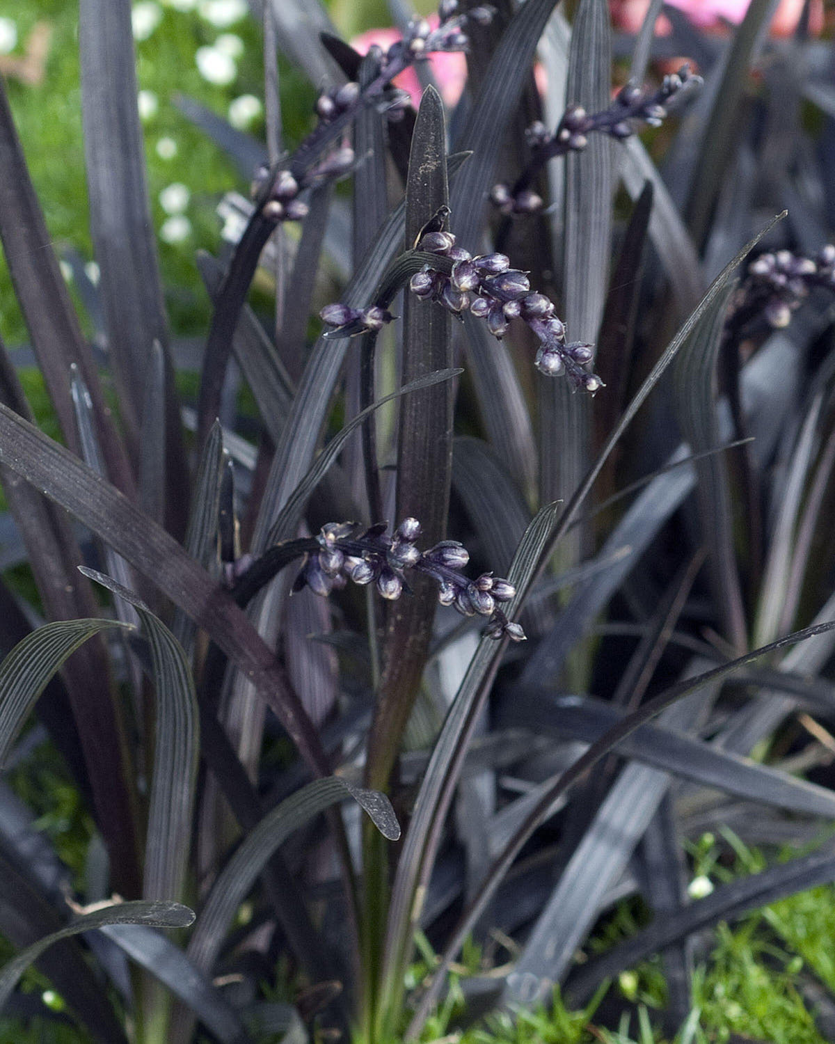 Ophiopogon