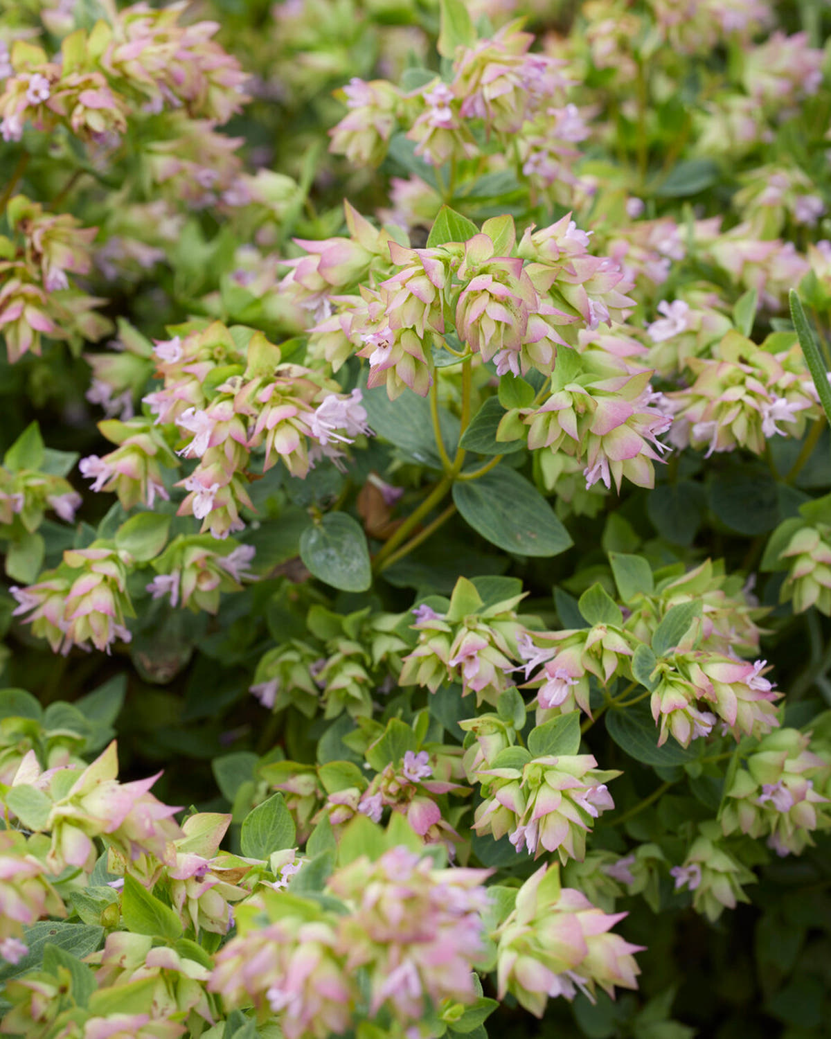 Origanum