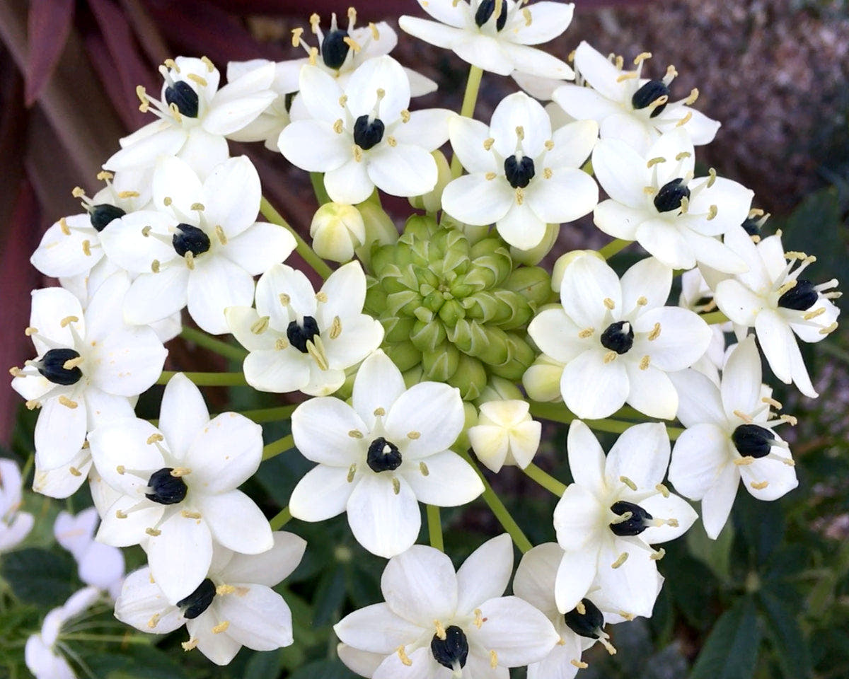 Ornithogalum bulbs
