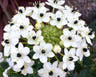Ornithogalum bulbs