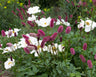 Perennials (autumn planting)