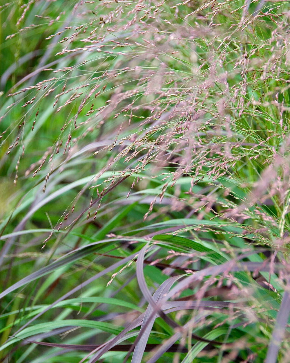Panicum