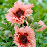 Oriental poppies