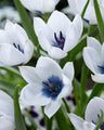 Species tulips