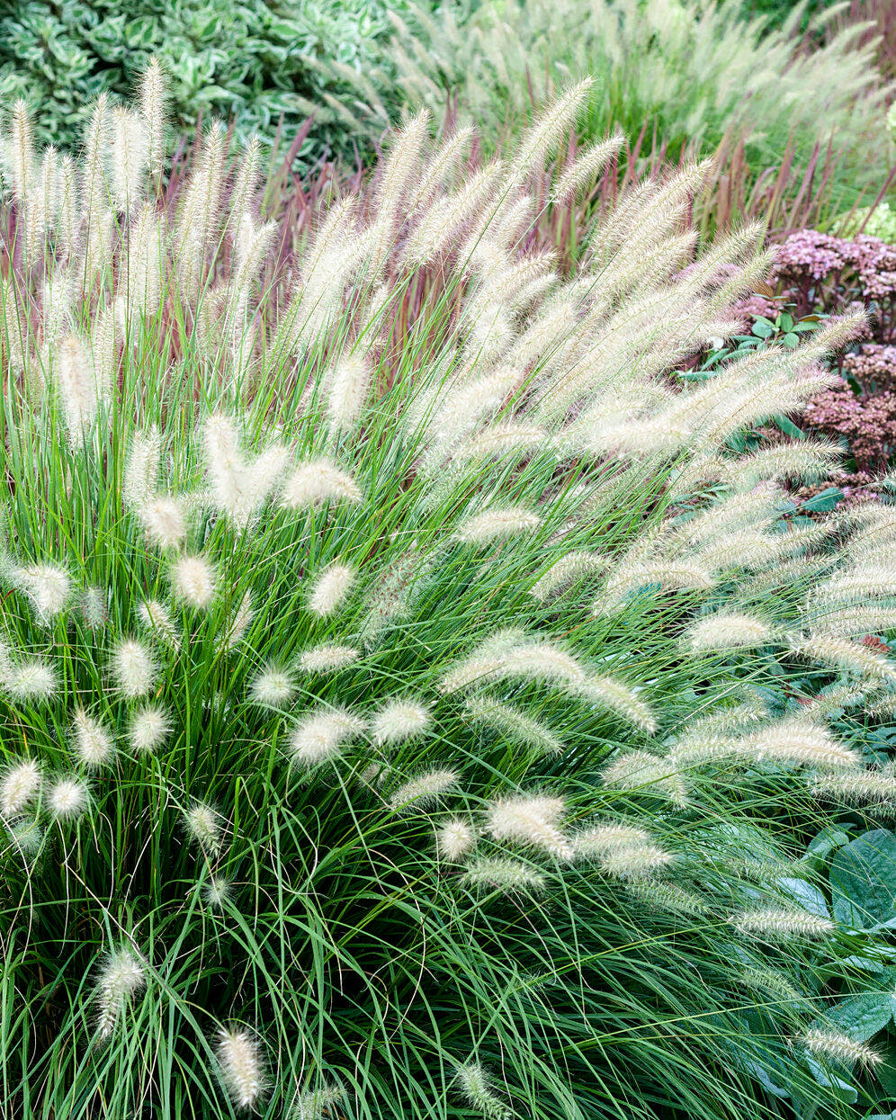 Ornamental grasses