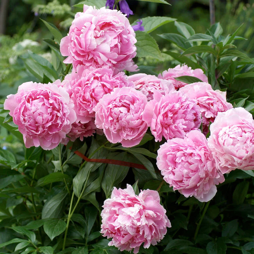 Peonies