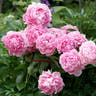 Peonies