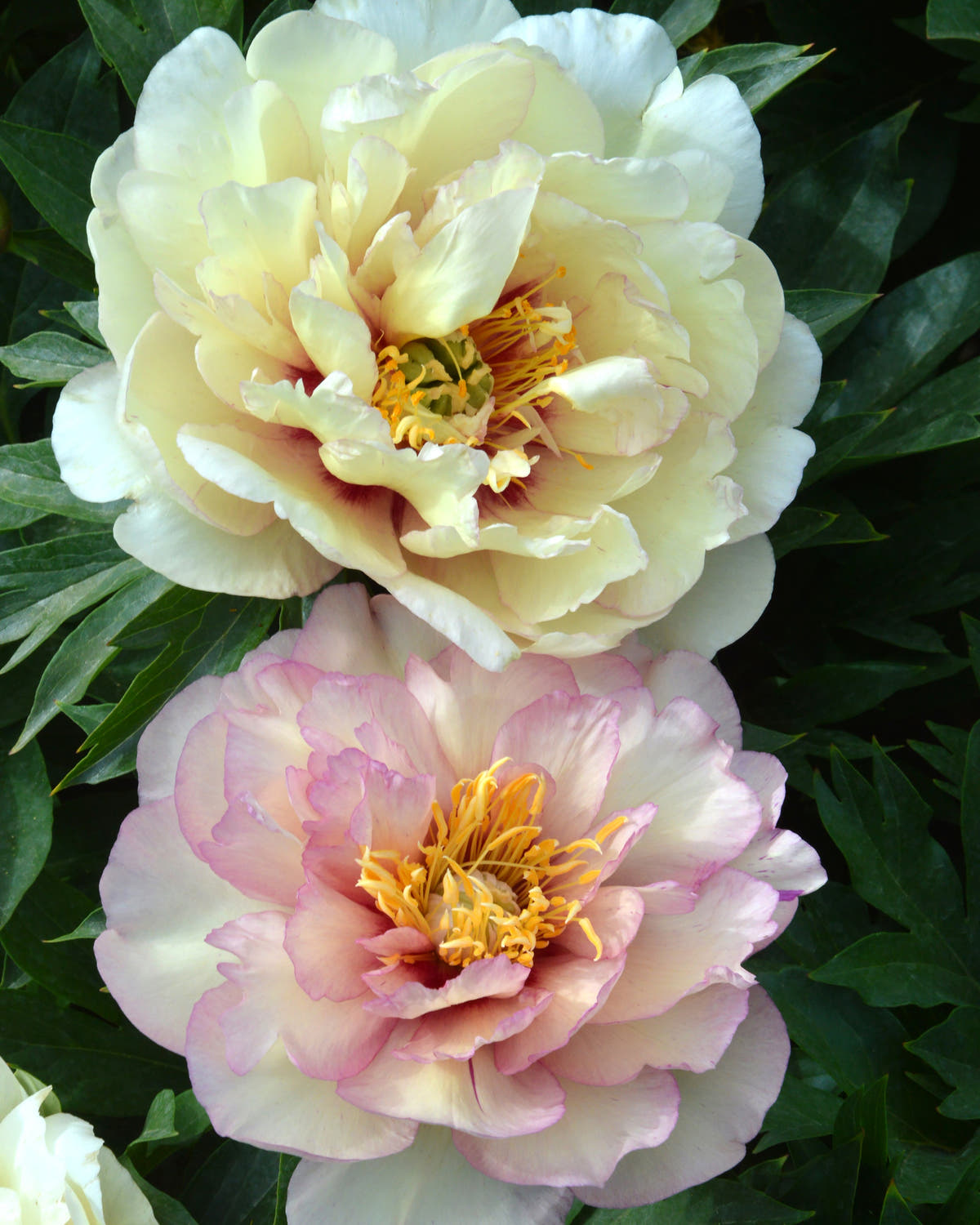 Itoh peonies
