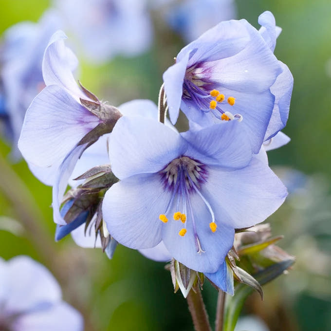 Perennials