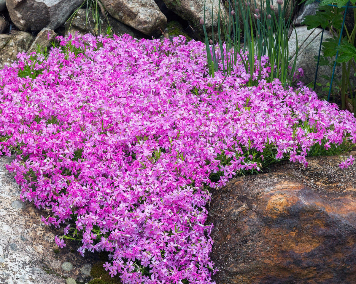Ground cover plants