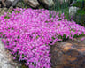 Ground cover plants