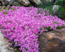 Ground cover plants