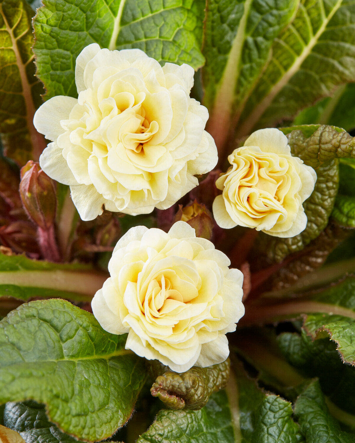 Primula