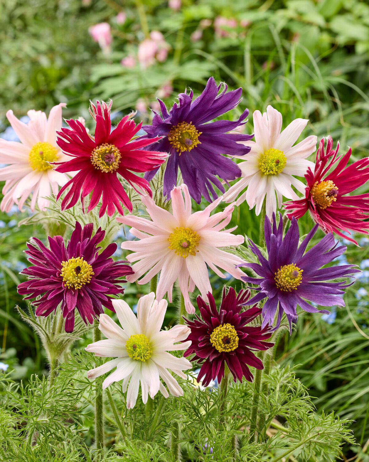 Pulsatilla