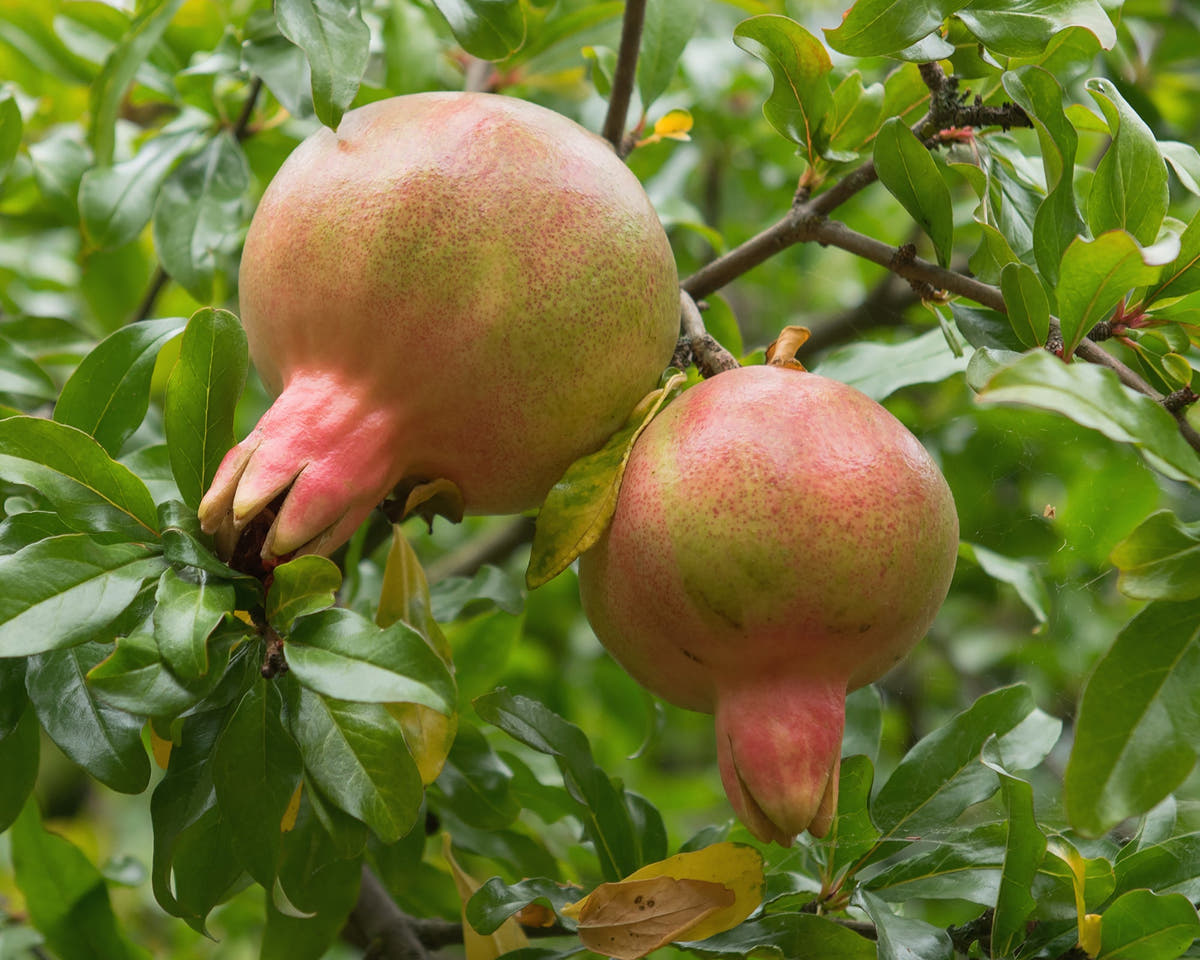 Punica