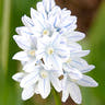 Puschkinia bulbs