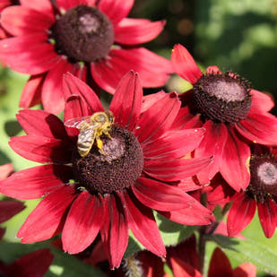 Rudbeckia