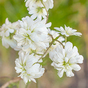 Saxifraga bulbils