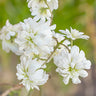 Saxifraga bulbils