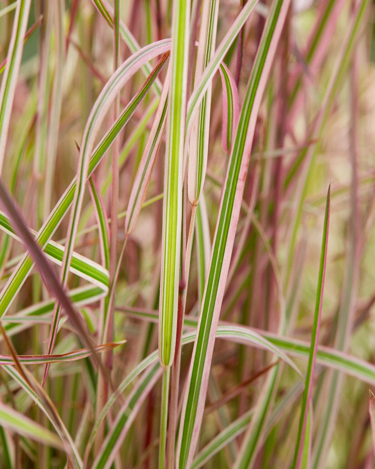 Schizachyrium