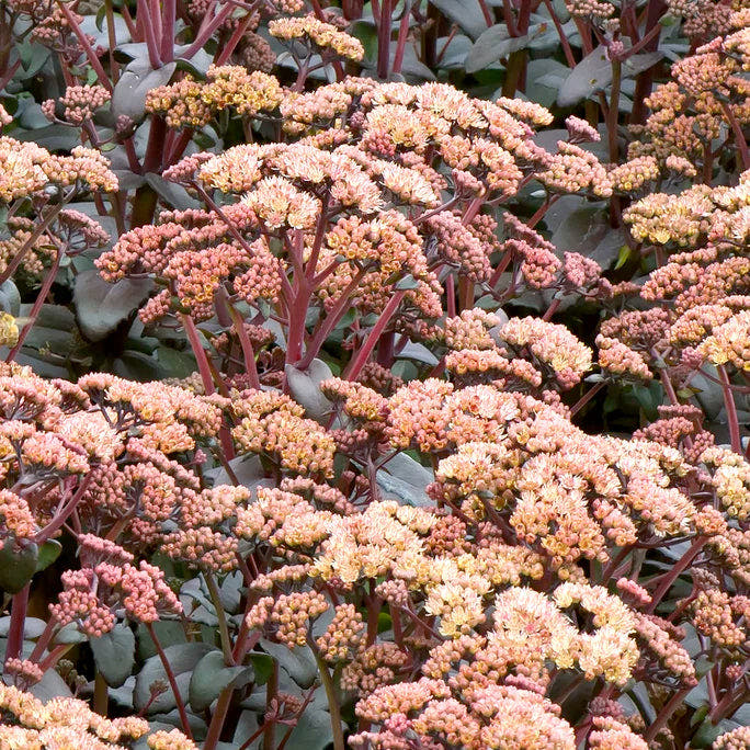 Sedum