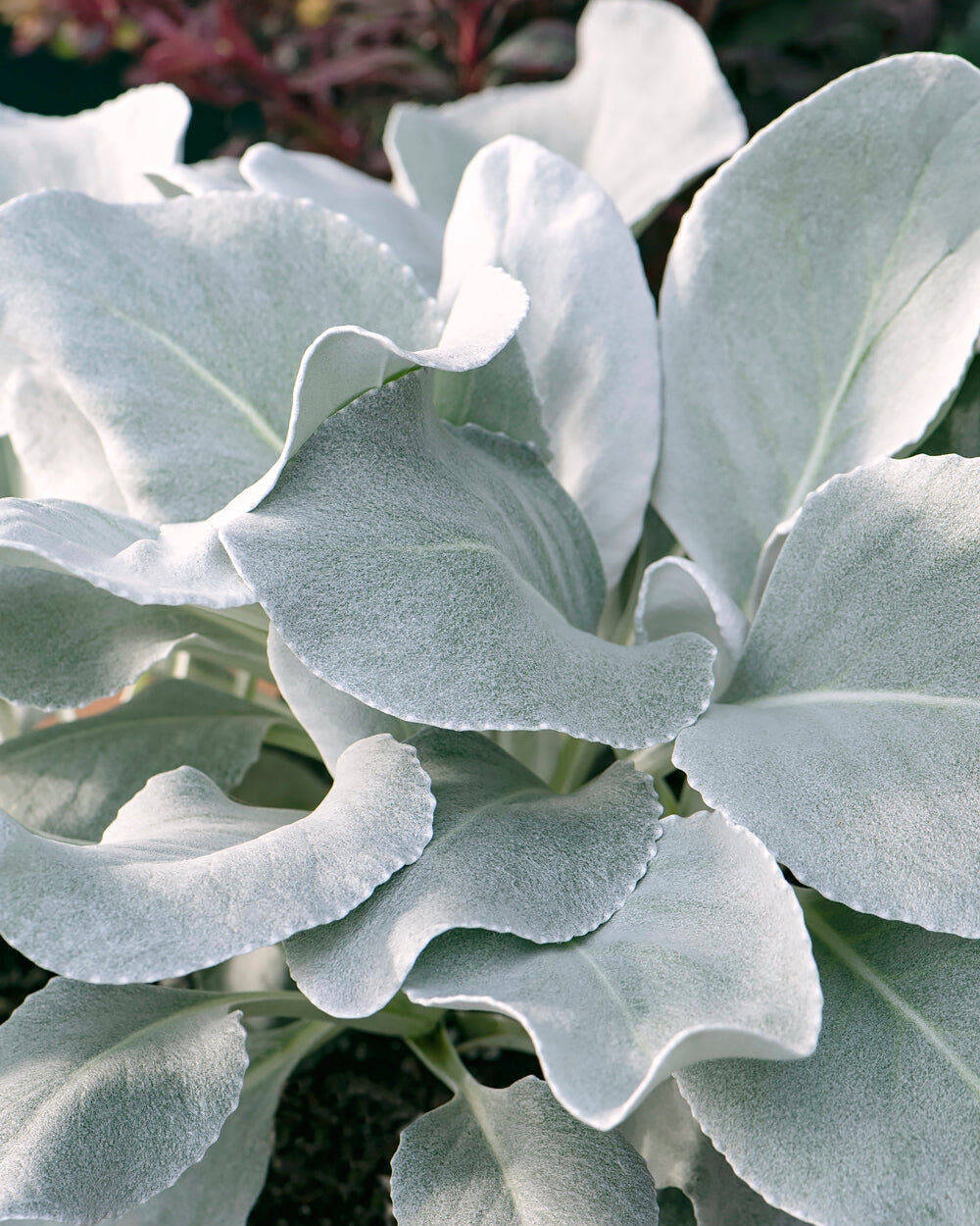 Senecio