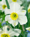 Small-cupped daffodils