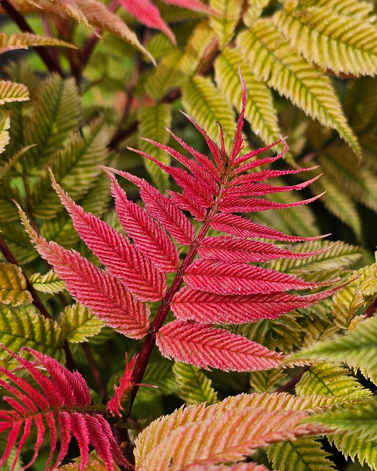 Sorbaria