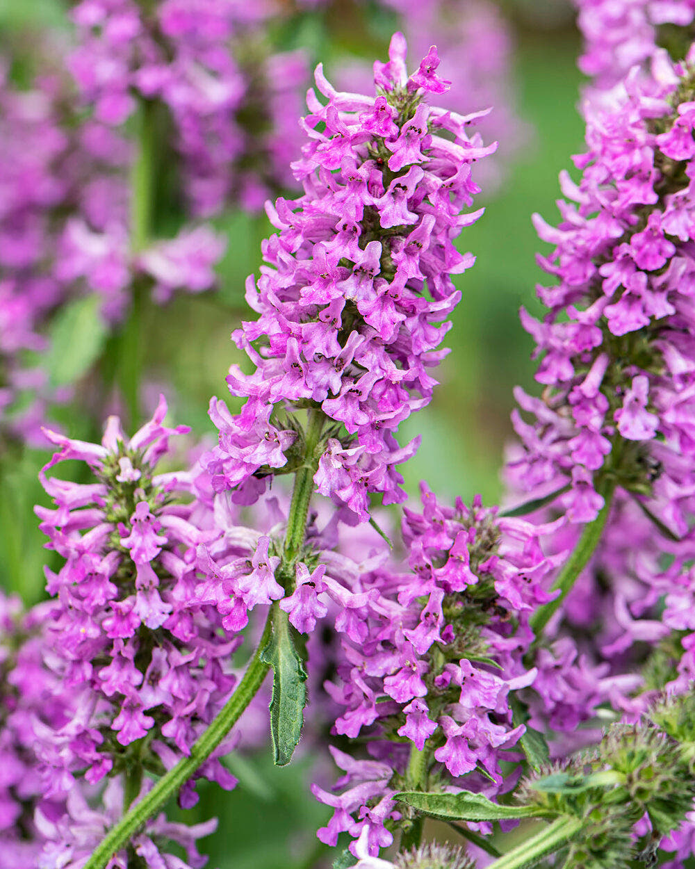 Stachys