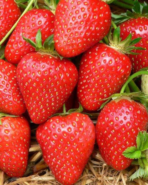 Strawberry plants