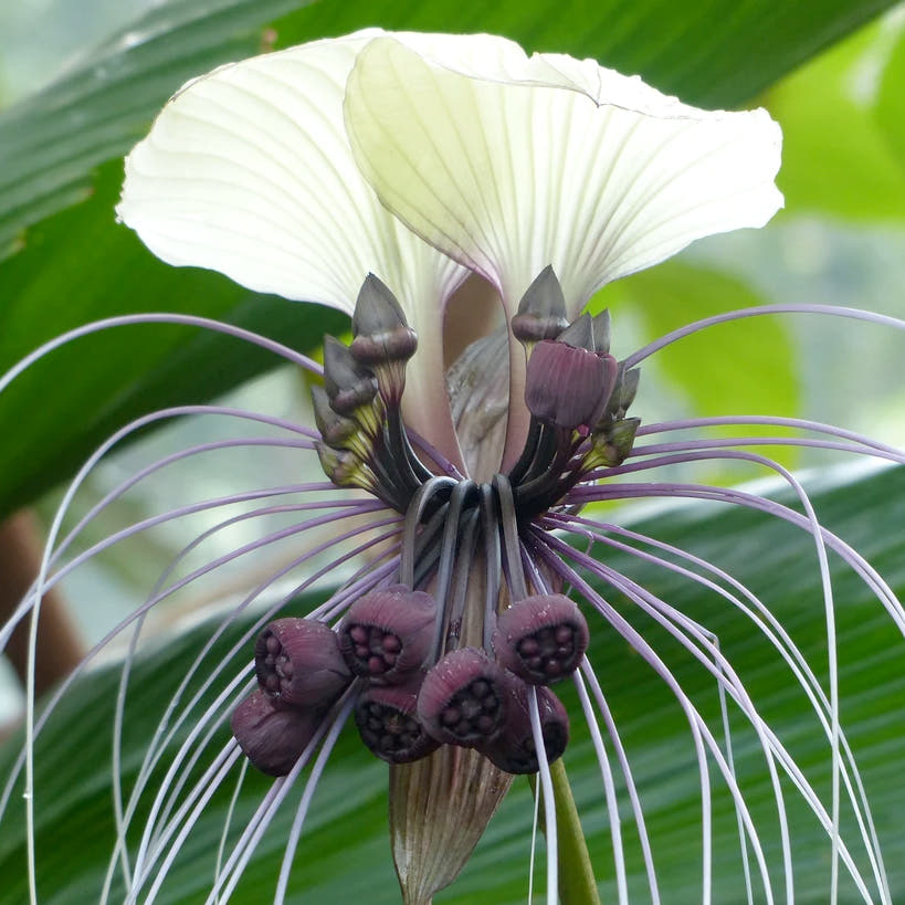 Tacca rhizomes (Bat Flower)