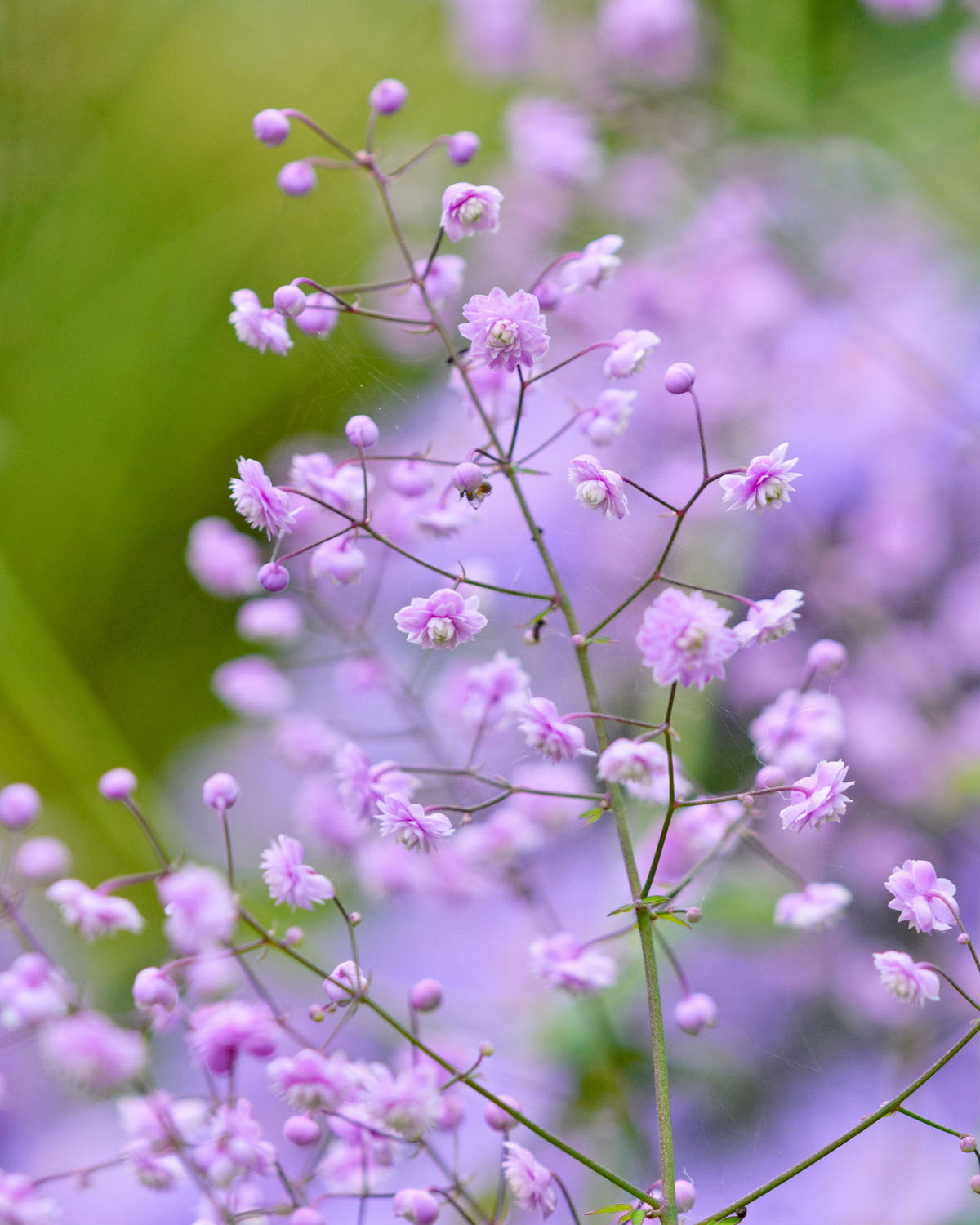 Thalictrum