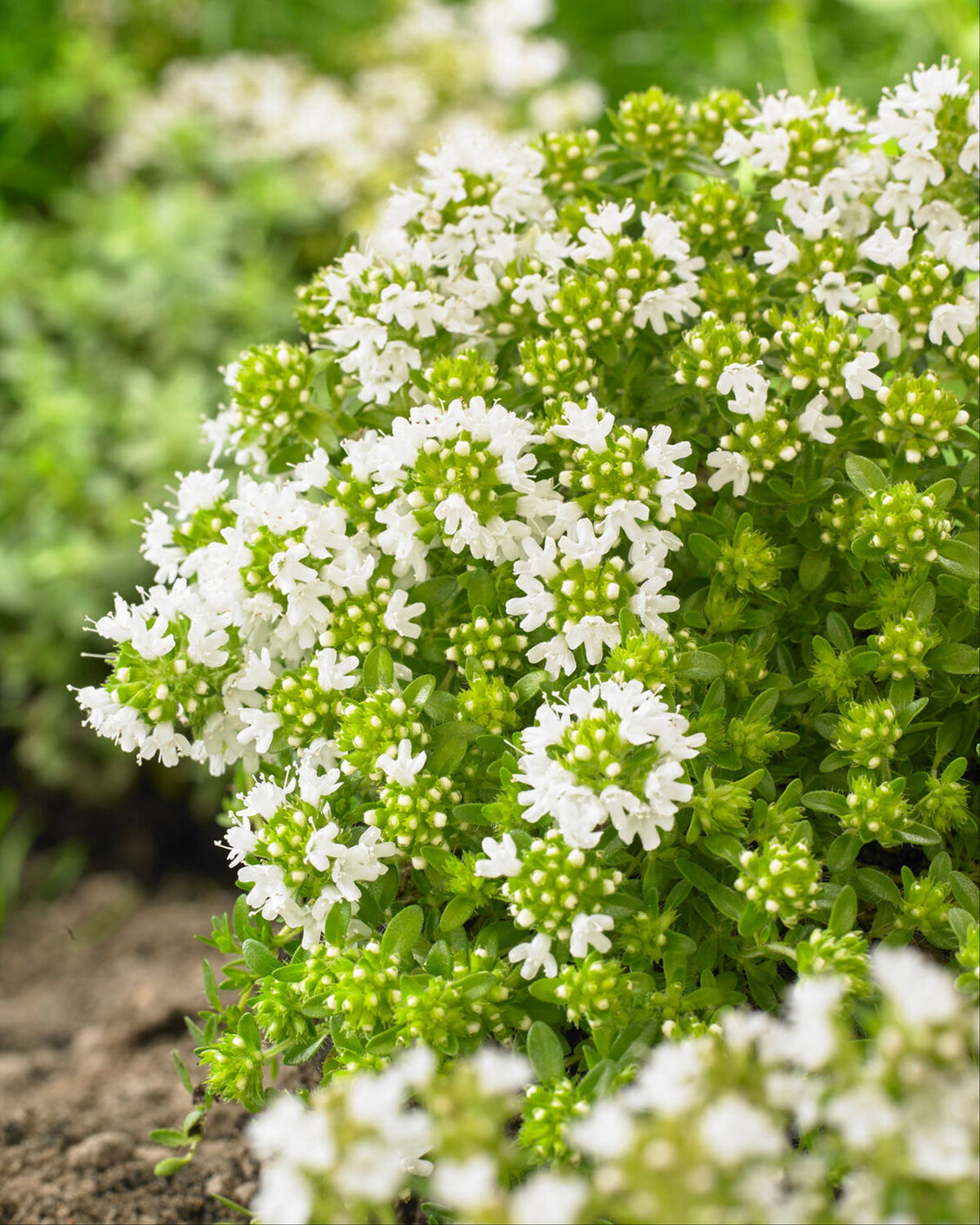 Creeping thyme