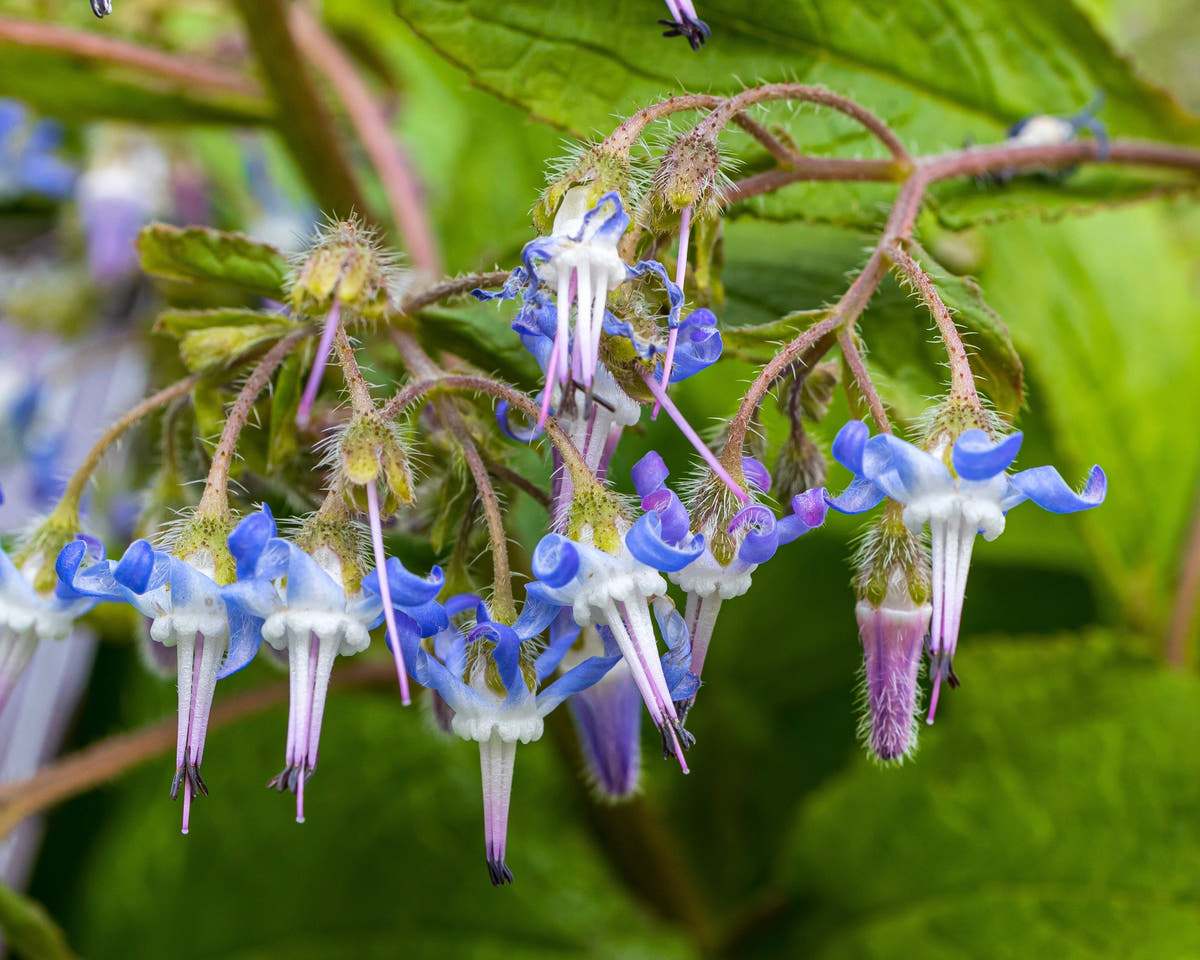 Trachystemon
