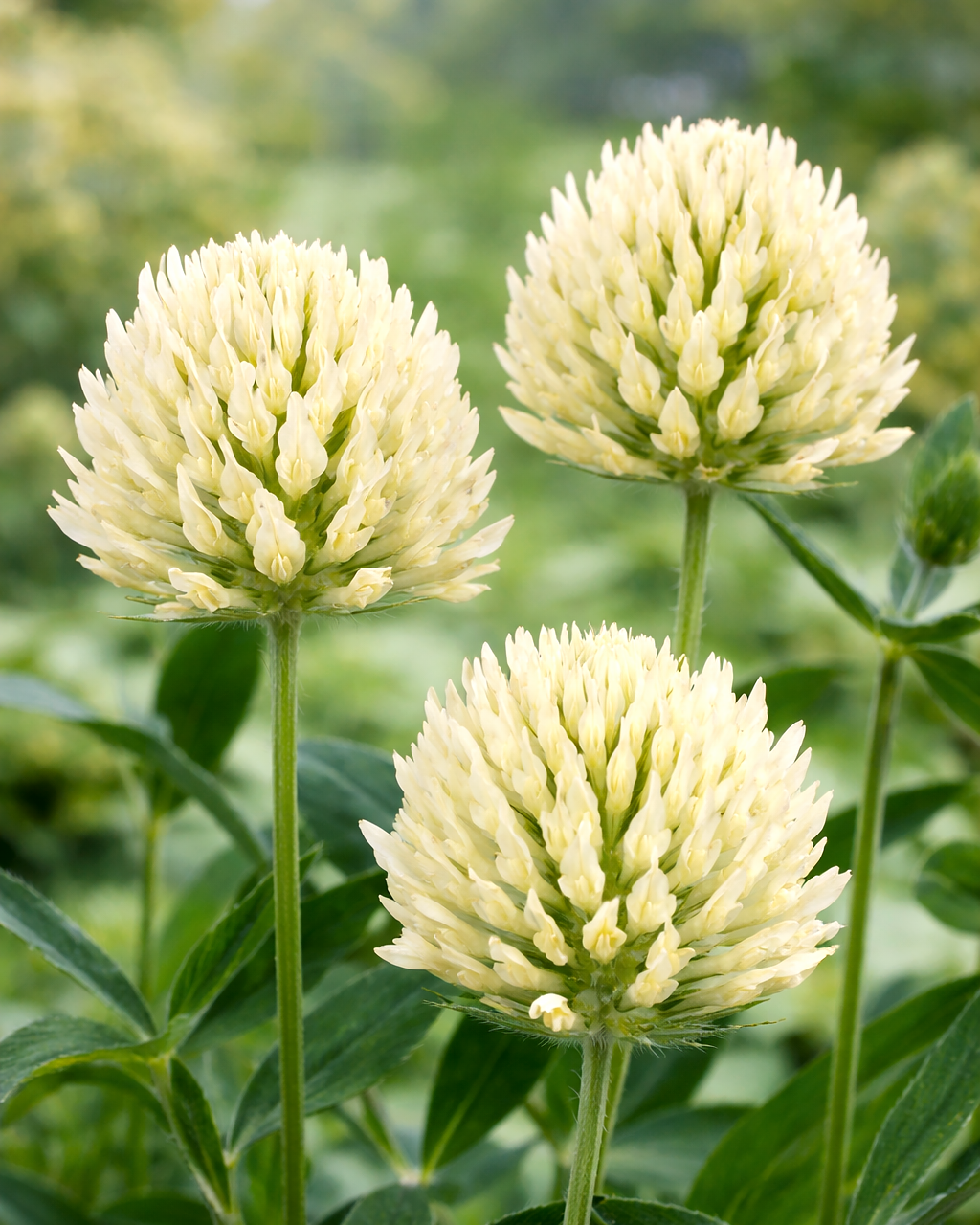 Trifolium