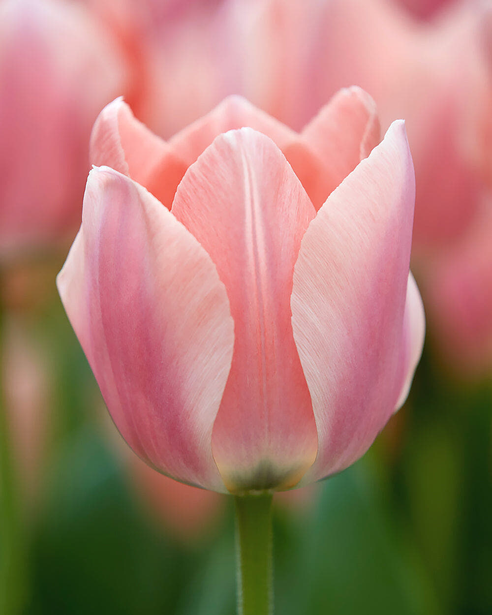 Triumph tulips