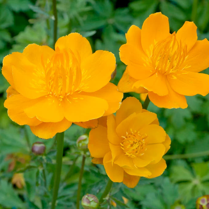 Trollius