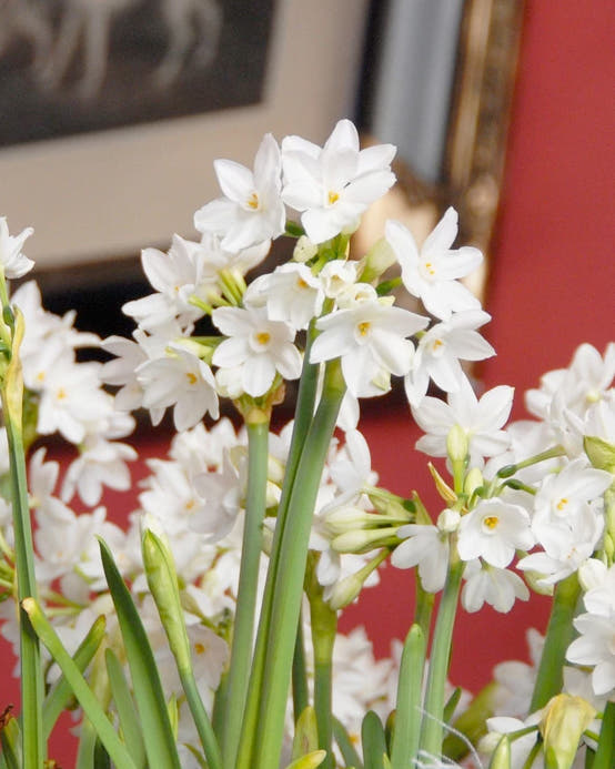 Tazetta narcissus