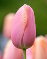 Tulip 'Dordogne'