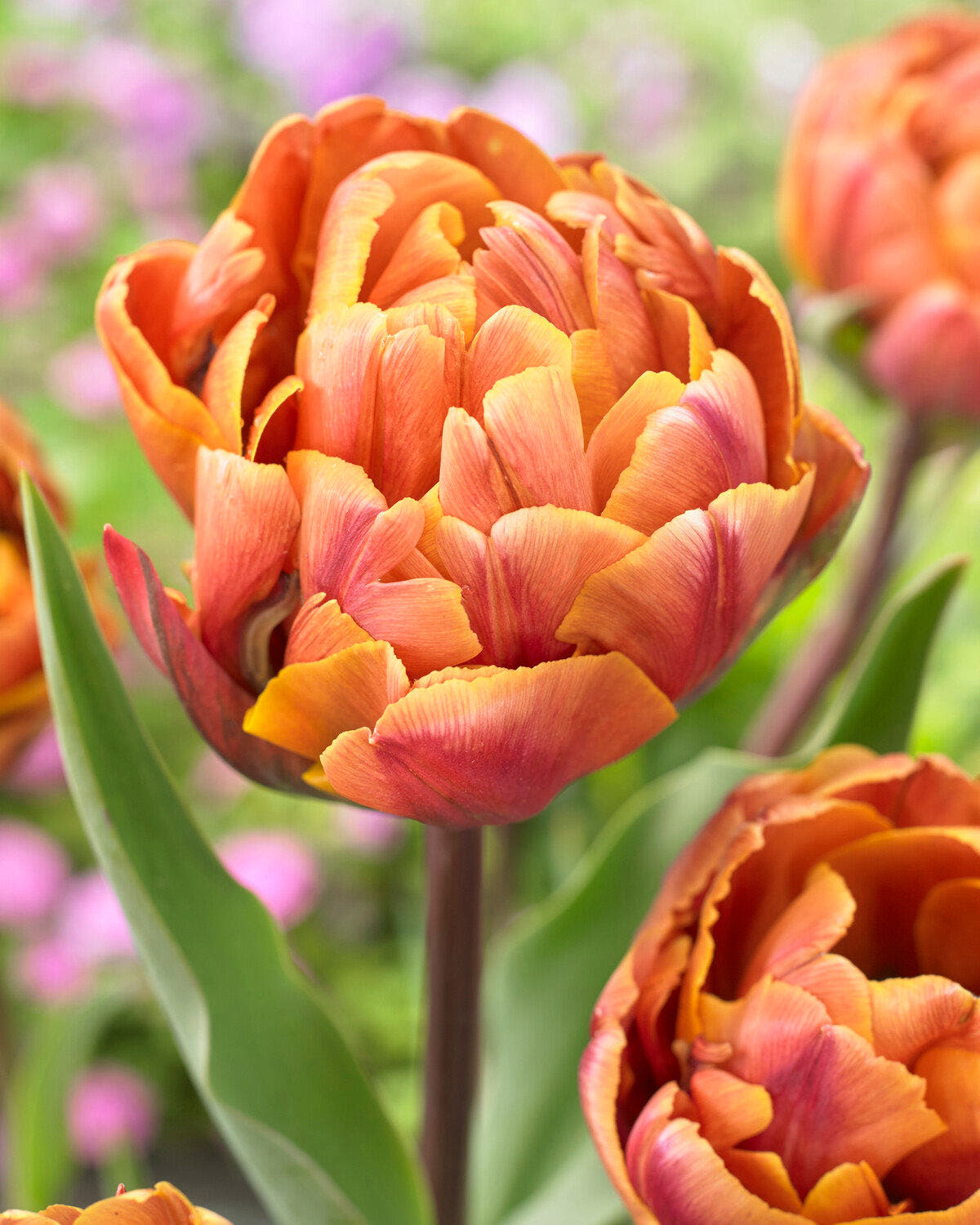 Double tulips
