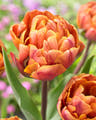 Double tulips