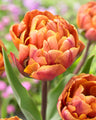 Double tulips