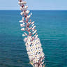 Urginea bulbs
