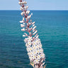 Urginea bulbs