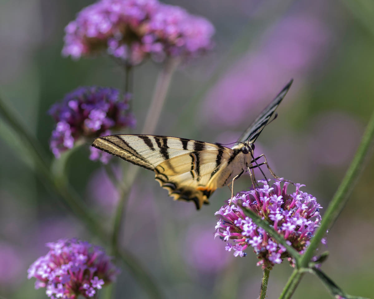 Pollinator-friendly bulbs