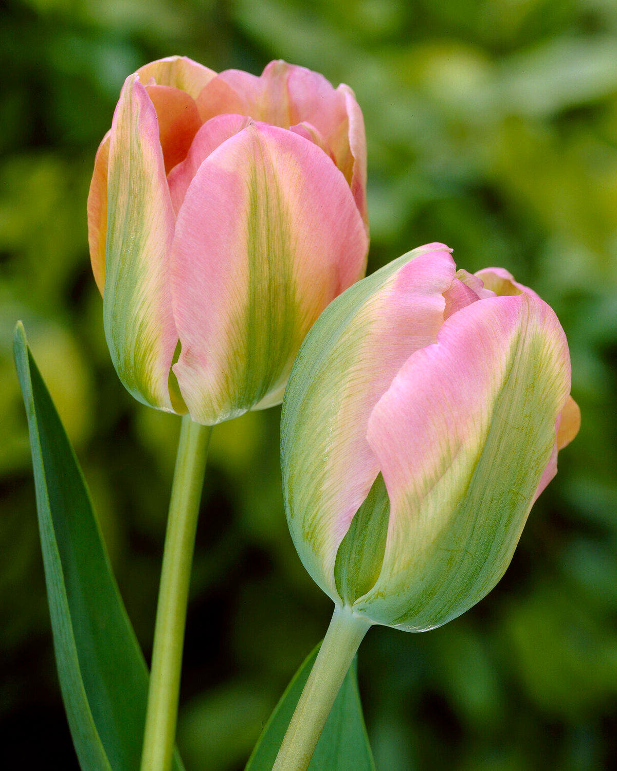Viridiflora tulips