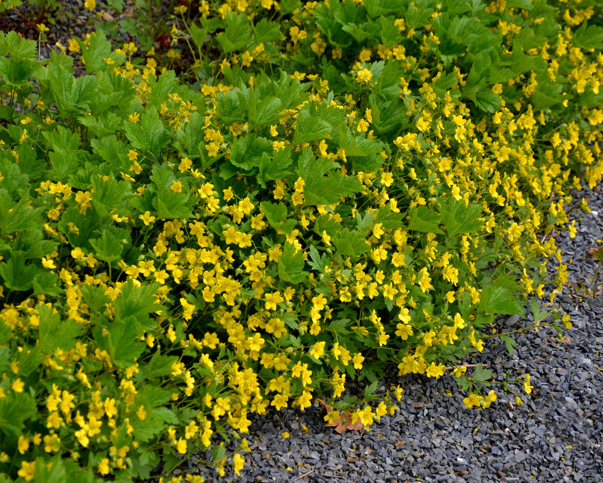 Waldsteinia
