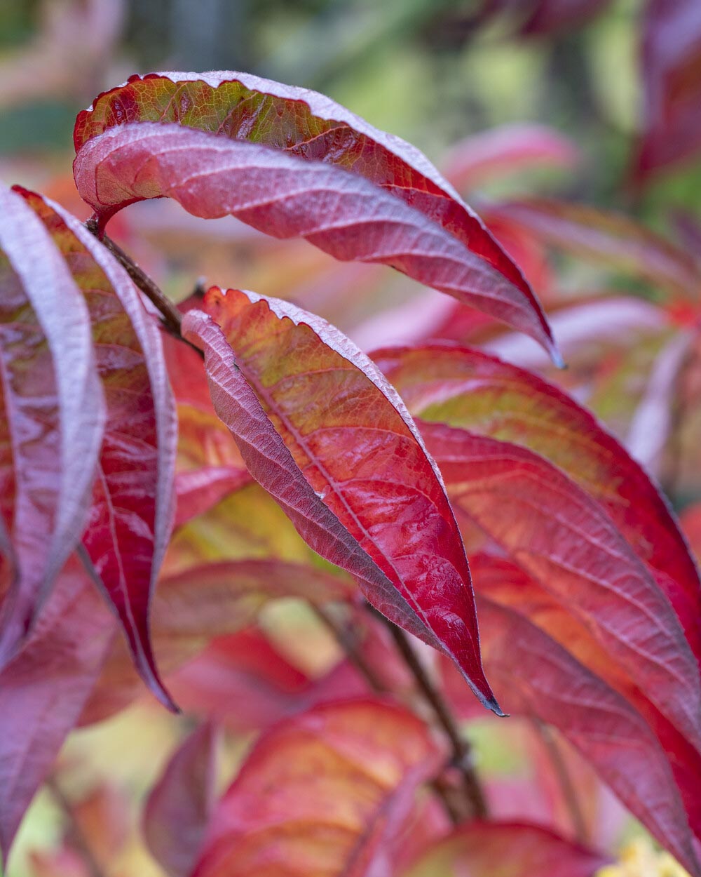 Weigela