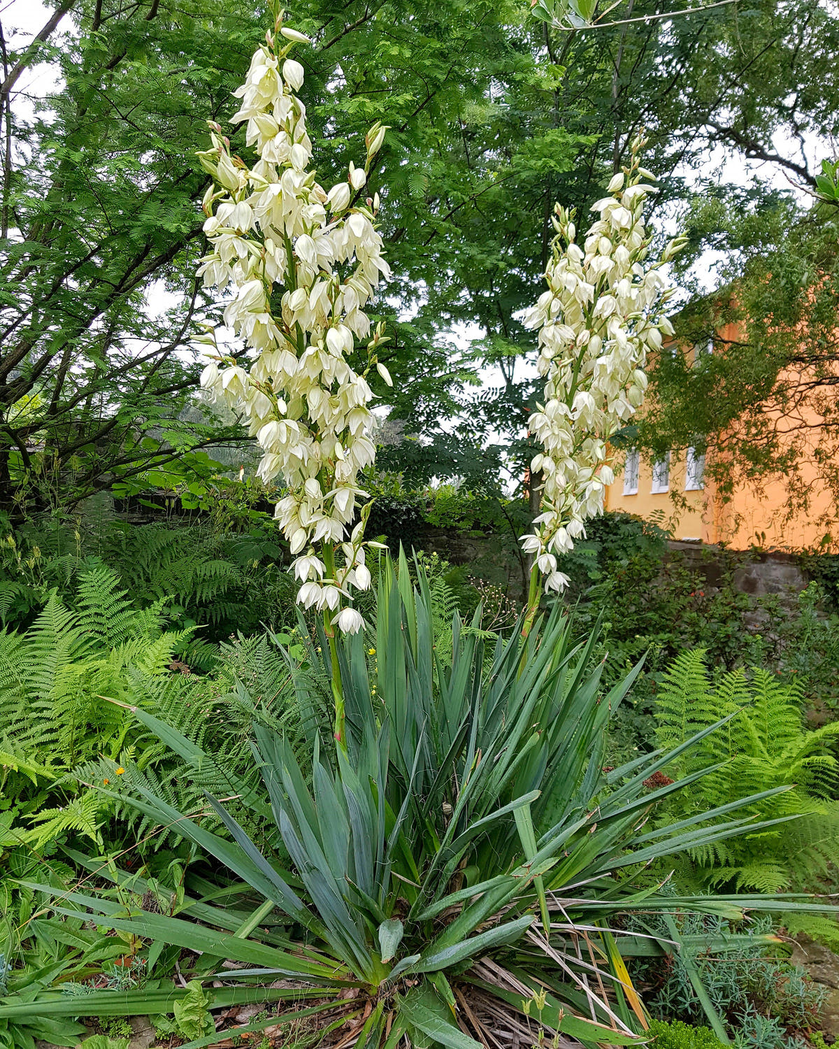 Yucca
